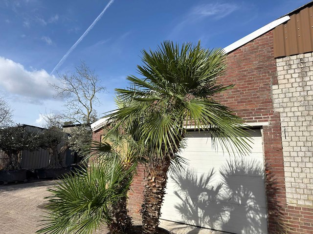 Europese dwergpalm meerstammig - chamaerops humilis - hoogte ca. 280 cm - afbeelding 4 van  14