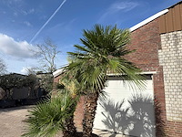 Europese dwergpalm meerstammig - chamaerops humilis - hoogte ca. 280 cm - afbeelding 4 van  14