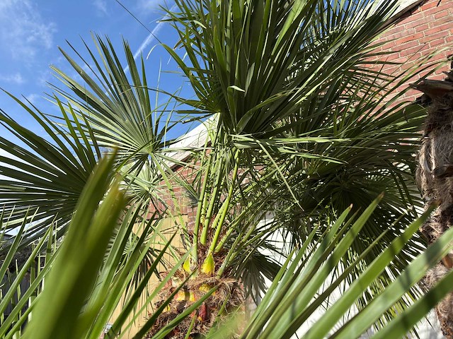 Europese dwergpalm meerstammig - chamaerops humilis - hoogte ca. 280 cm - afbeelding 6 van  14
