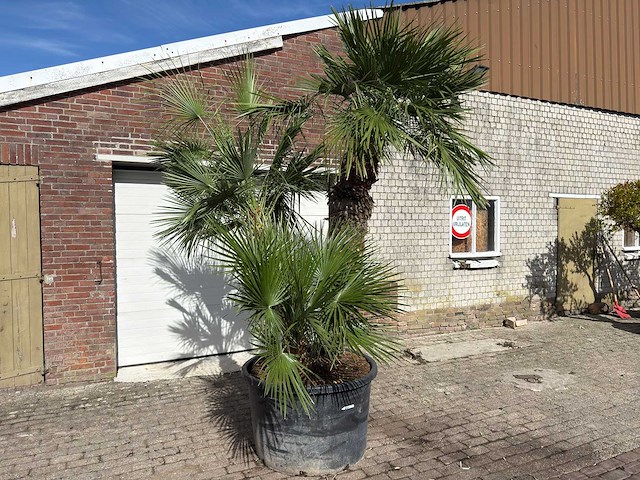 Europese dwergpalm meerstammig - chamaerops humilis - hoogte ca. 280 cm - afbeelding 8 van  14