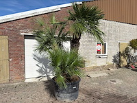 Europese dwergpalm meerstammig - chamaerops humilis - hoogte ca. 280 cm - afbeelding 8 van  14