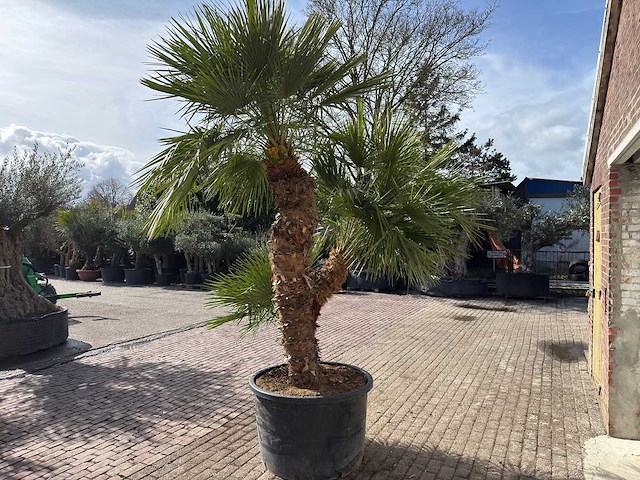 Europese dwergpalm meerstammig - chamaerops humilis - hoogte ca. 280 cm - afbeelding 12 van  14