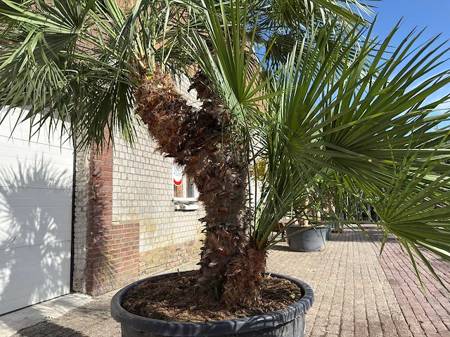 Europese dwergpalm meerstammig - chamaerops humilis - hoogte ca. 280 cm - afbeelding 13 van  14