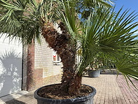 Europese dwergpalm meerstammig - chamaerops humilis - hoogte ca. 280 cm - afbeelding 13 van  14