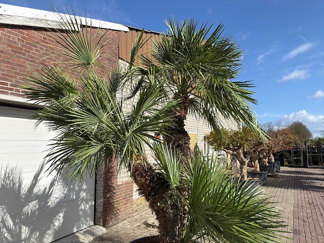 Europese dwergpalm meerstammig - chamaerops humilis - hoogte ca. 280 cm - afbeelding 14 van  14