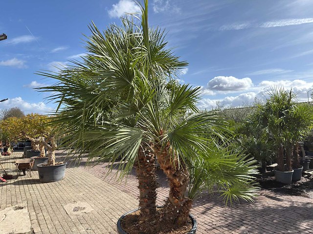 Europese dwergpalm meerstammig - chamaerops humilis - hoogte ca. 290 cm - afbeelding 2 van  14