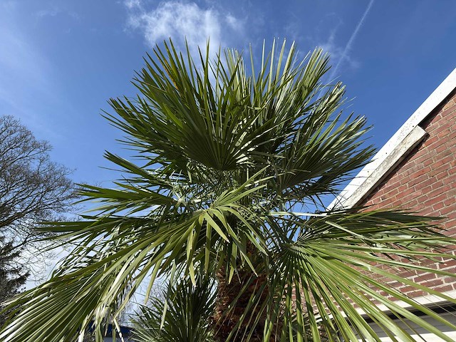 Europese dwergpalm meerstammig - chamaerops humilis - hoogte ca. 290 cm - afbeelding 5 van  14