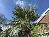 Europese dwergpalm meerstammig - chamaerops humilis - hoogte ca. 290 cm - afbeelding 5 van  14