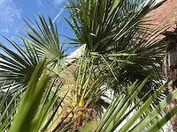 Europese dwergpalm meerstammig - chamaerops humilis - hoogte ca. 290 cm - afbeelding 6 van  14