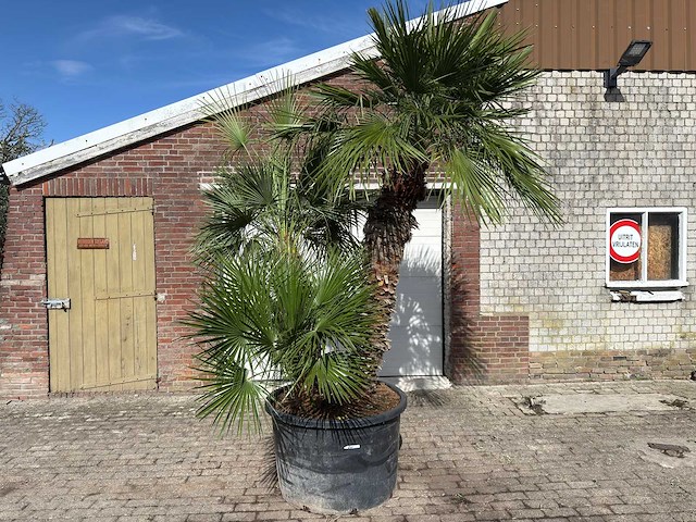 Europese dwergpalm meerstammig - chamaerops humilis - hoogte ca. 290 cm - afbeelding 1 van  14