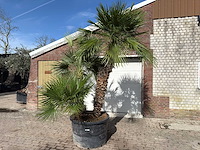 Europese dwergpalm meerstammig - chamaerops humilis - hoogte ca. 290 cm - afbeelding 7 van  14
