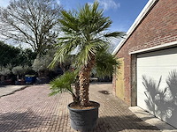Europese dwergpalm meerstammig - chamaerops humilis - hoogte ca. 290 cm - afbeelding 9 van  14