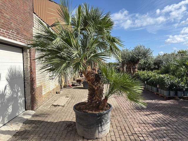 Europese dwergpalm meerstammig - chamaerops humilis - hoogte ca. 290 cm - afbeelding 10 van  14