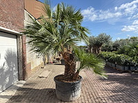 Europese dwergpalm meerstammig - chamaerops humilis - hoogte ca. 290 cm - afbeelding 10 van  14