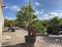 Europese dwergpalm meerstammig - chamaerops humilis - hoogte ca. 290 cm - afbeelding 11 van  14