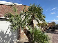 Europese dwergpalm meerstammig - chamaerops humilis - hoogte ca. 290 cm - afbeelding 14 van  14