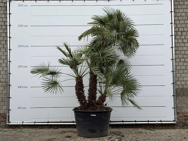 Europese dwergpalm meerstammig xl - chamaerops humilis - ca. 100 jaar oud - hoogte ca. 280 cm - afbeelding 1 van  8