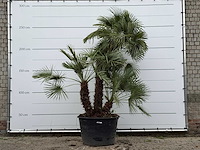 Europese dwergpalm meerstammig xl - chamaerops humilis - ca. 100 jaar oud - hoogte ca. 280 cm