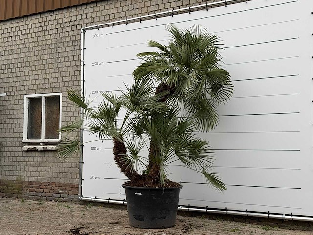 Europese dwergpalm meerstammig xl - chamaerops humilis - ca. 100 jaar oud - hoogte ca. 280 cm - afbeelding 2 van  8