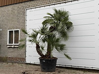 Europese dwergpalm meerstammig xl - chamaerops humilis - ca. 100 jaar oud - hoogte ca. 280 cm - afbeelding 2 van  8