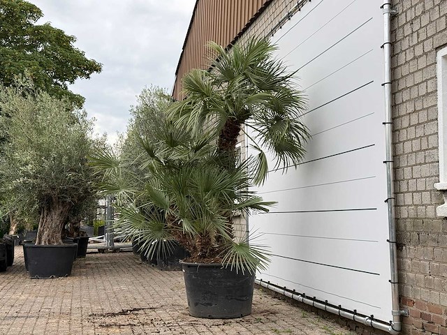 Europese dwergpalm meerstammig xl - chamaerops humilis - ca. 100 jaar oud - hoogte ca. 280 cm - afbeelding 3 van  8