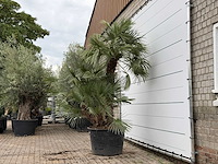 Europese dwergpalm meerstammig xl - chamaerops humilis - ca. 100 jaar oud - hoogte ca. 280 cm - afbeelding 3 van  8