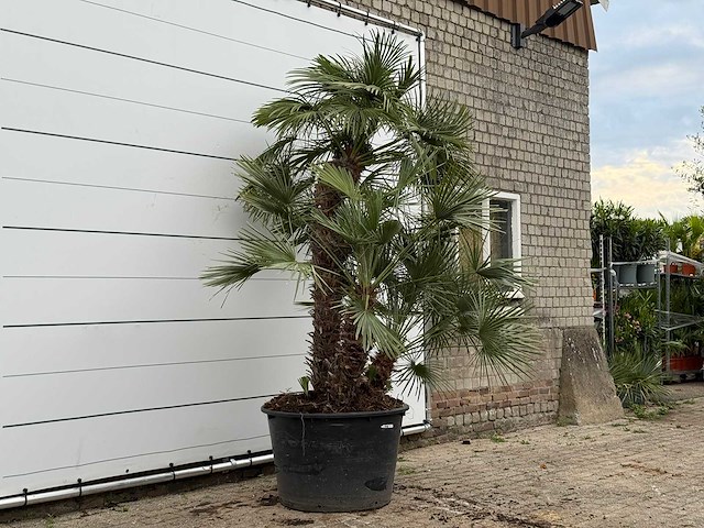 Europese dwergpalm meerstammig xl - chamaerops humilis - ca. 100 jaar oud - hoogte ca. 280 cm - afbeelding 4 van  8