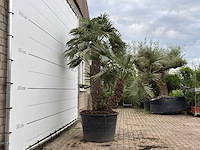Europese dwergpalm meerstammig xl - chamaerops humilis - ca. 100 jaar oud - hoogte ca. 280 cm - afbeelding 5 van  8