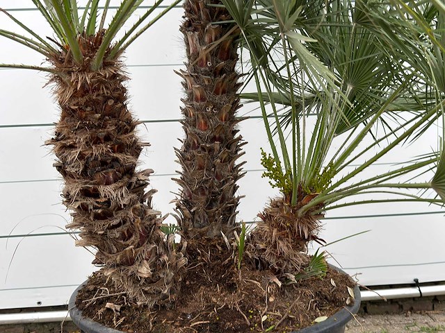 Europese dwergpalm meerstammig xl - chamaerops humilis - ca. 100 jaar oud - hoogte ca. 280 cm - afbeelding 6 van  8