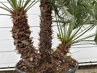Europese dwergpalm meerstammig xl - chamaerops humilis - ca. 100 jaar oud - hoogte ca. 280 cm - afbeelding 6 van  8