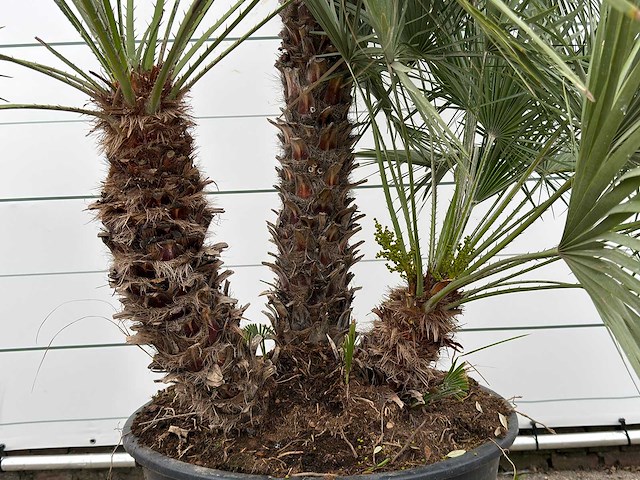 Europese dwergpalm meerstammig xl - chamaerops humilis - ca. 100 jaar oud - hoogte ca. 280 cm - afbeelding 7 van  8