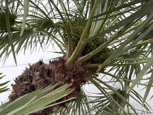 Europese dwergpalm meerstammig xl - chamaerops humilis - ca. 100 jaar oud - hoogte ca. 280 cm - afbeelding 8 van  8