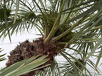 Europese dwergpalm meerstammig xl - chamaerops humilis - ca. 100 jaar oud - hoogte ca. 280 cm - afbeelding 8 van  8