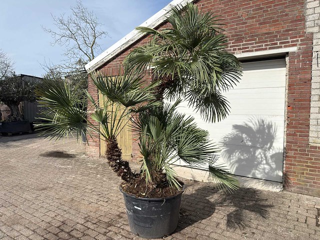 Europese dwergpalm meerstammig xl - chamaerops humilis - ca. 100 jaar oud - hoogte ca. 280 cm - afbeelding 2 van  9