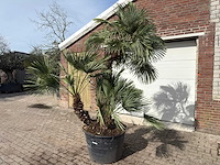 Europese dwergpalm meerstammig xl - chamaerops humilis - ca. 100 jaar oud - hoogte ca. 280 cm - afbeelding 2 van  9