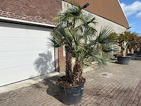 Europese dwergpalm meerstammig xl - chamaerops humilis - ca. 100 jaar oud - hoogte ca. 280 cm - afbeelding 3 van  9