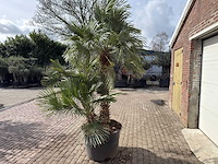 Europese dwergpalm meerstammig xl - chamaerops humilis - ca. 100 jaar oud - hoogte ca. 280 cm - afbeelding 4 van  9