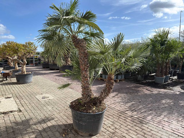 Europese dwergpalm meerstammig xl - chamaerops humilis - ca. 100 jaar oud - hoogte ca. 280 cm - afbeelding 5 van  9