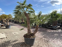 Europese dwergpalm meerstammig xl - chamaerops humilis - ca. 100 jaar oud - hoogte ca. 280 cm - afbeelding 5 van  9