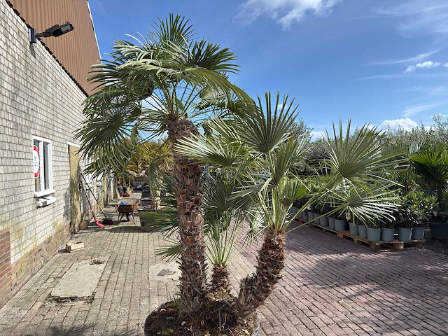 Europese dwergpalm meerstammig xl - chamaerops humilis - ca. 100 jaar oud - hoogte ca. 280 cm - afbeelding 6 van  9
