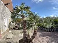 Europese dwergpalm meerstammig xl - chamaerops humilis - ca. 100 jaar oud - hoogte ca. 280 cm - afbeelding 6 van  9