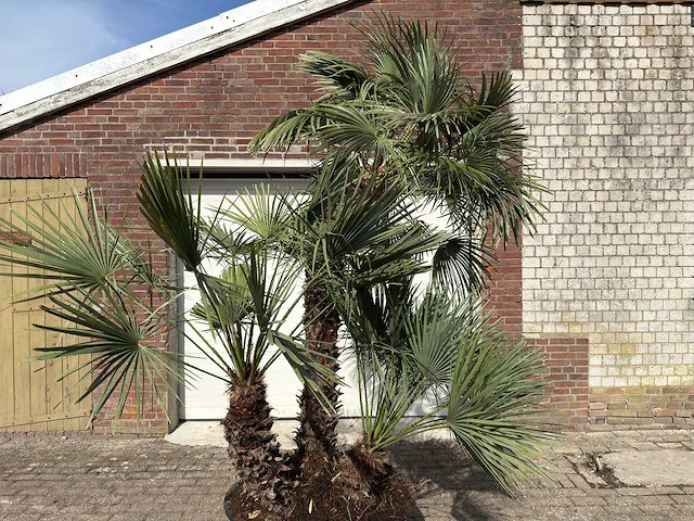 Europese dwergpalm meerstammig xl - chamaerops humilis - ca. 100 jaar oud - hoogte ca. 280 cm - afbeelding 7 van  9