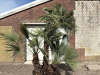 Europese dwergpalm meerstammig xl - chamaerops humilis - ca. 100 jaar oud - hoogte ca. 280 cm - afbeelding 7 van  9