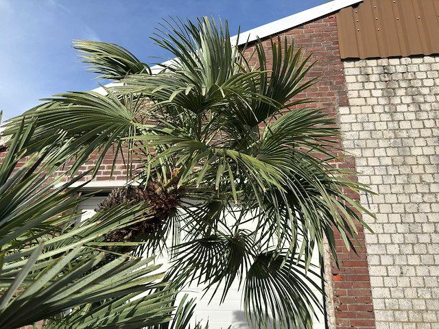 Europese dwergpalm meerstammig xl - chamaerops humilis - ca. 100 jaar oud - hoogte ca. 280 cm - afbeelding 8 van  9