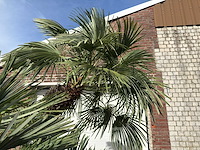 Europese dwergpalm meerstammig xl - chamaerops humilis - ca. 100 jaar oud - hoogte ca. 280 cm - afbeelding 8 van  9