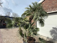 Europese dwergpalm meerstammig xl - chamaerops humilis - ca. 100 jaar oud - hoogte ca. 280 cm - afbeelding 9 van  9