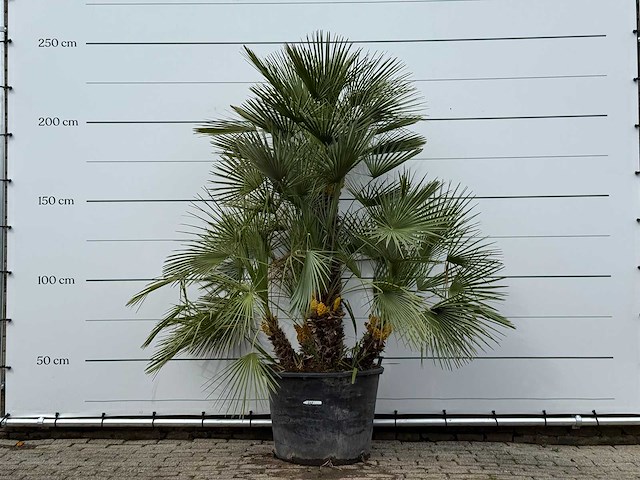 Europese dwergpalm meerstammig xl - chamaerops humilis - hoogte ca. 250 cm - afbeelding 1 van  8