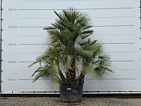 Europese dwergpalm meerstammig xl - chamaerops humilis - hoogte ca. 250 cm