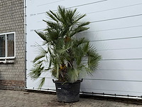 Europese dwergpalm meerstammig xl - chamaerops humilis - hoogte ca. 250 cm - afbeelding 2 van  8
