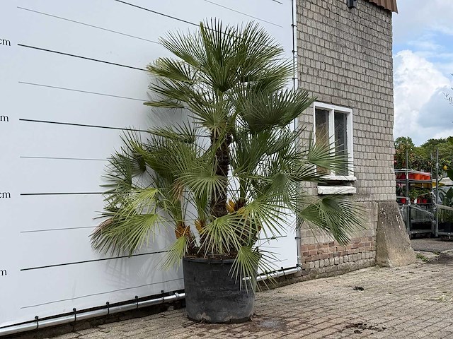 Europese dwergpalm meerstammig xl - chamaerops humilis - hoogte ca. 250 cm - afbeelding 3 van  8
